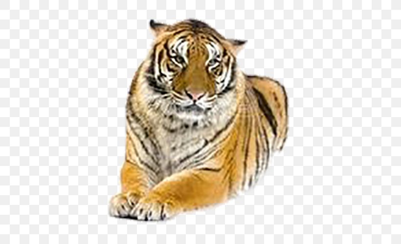 Tiger Lion Cat Stock Photography Royalty-free, PNG, 500x500px, Tiger, Big Cat, Big Cats, Carnivoran, Cat Download Free