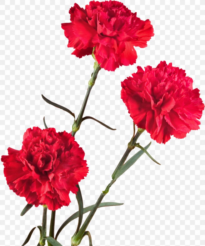 Tomsk 1080p Carnation Flower High-definition Television, PNG, 999x1200px, Tomsk, Advertising, Annual Plant, Carnation, Caryophyllales Download Free