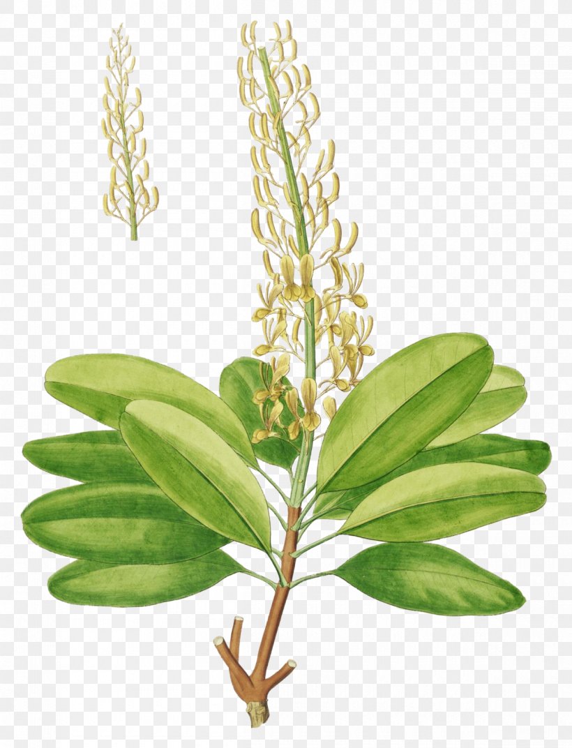 Vochysia Divergens Vochysia Aurifera Taxon Vochysia Guianensis Papuan Eagle, PNG, 1200x1569px, Taxon, Herb, Herbalism, Leaf, Plant Download Free