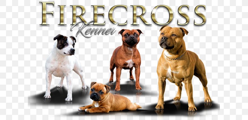Dog Breed American Staffordshire Terrier Staffordshire Bull Terrier American Pit Bull Terrier, PNG, 635x397px, Dog Breed, American Pit Bull Terrier, American Staffordshire Terrier, Animal Husbandry, Breed Download Free