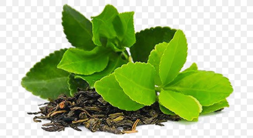Green Tea Matcha Masala Chai Tea Plant, PNG, 710x448px, Green Tea, Antioxidant, Camellia, Catechin, Drink Download Free