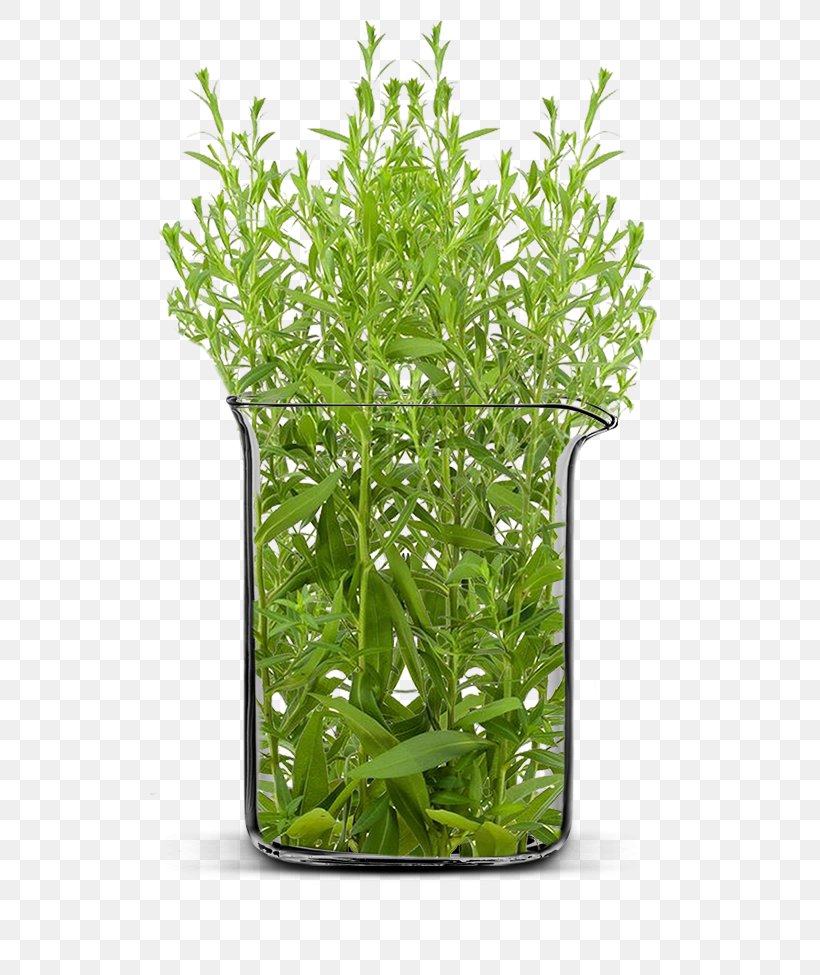 Herb Shrub Flowerpot Tree Plant Stem, PNG, 519x975px, Herb, Aquarium Decor, Flowerpot, Grass, Plant Download Free