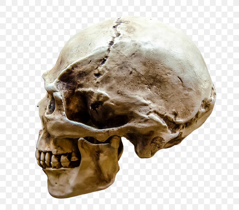 Human Skull Face Human Head Human Body, PNG, 720x720px, Skull, Anatomy, Bone, Face, Homo Sapiens Download Free