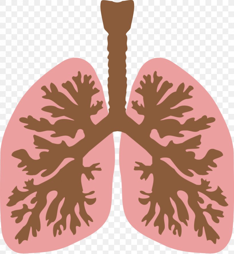 Lung Bronchus Human Body Clip Art, PNG, 827x900px, Watercolor, Cartoon, Flower, Frame, Heart Download Free