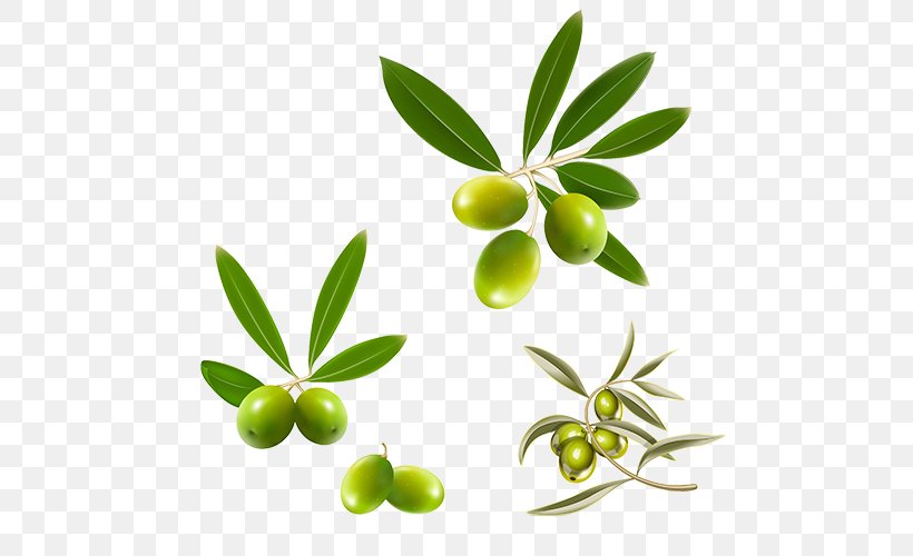 Mediterranean Cuisine Olive Leaf Olive Oil, PNG, 500x500px, Mediterranean Cuisine, Almond Oil, Bottle, Branch, Cooking Oil Download Free