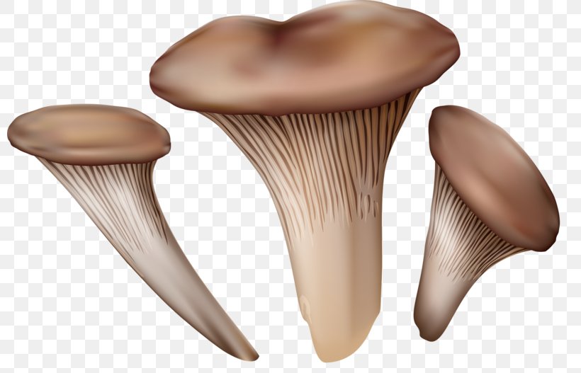 Pleurotus Eryngii Mushroom Fungus Illustration, PNG, 800x527px, Pleurotus Eryngii, Common Mushroom, Drawing, Edible Mushroom, Food Download Free