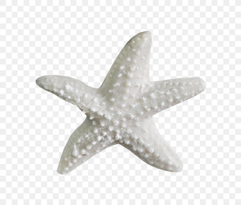 Sea Drawing Starfish Organism Clip Art, PNG, 700x700px, Sea, Accommodation, Document, Drawing, Echinoderm Download Free
