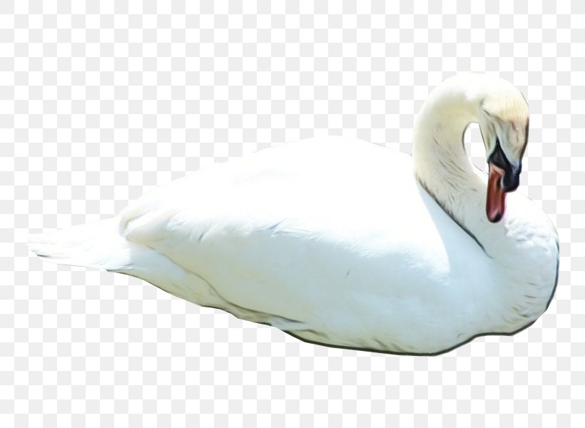 Swan Bird Water Bird White Ducks, Geese And Swans, PNG, 800x600px, Watercolor, Beak, Bird, Duck, Ducks Geese And Swans Download Free