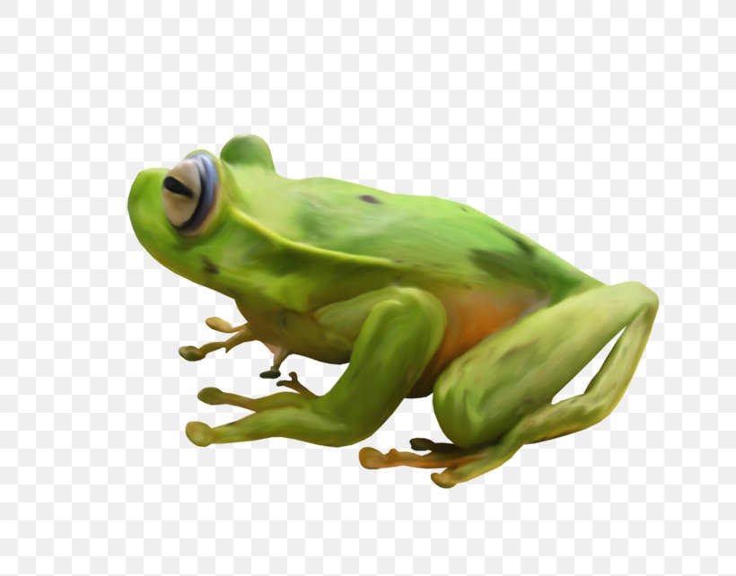True Frog Tree Frog Toad, PNG, 800x642px, True Frog, Amphibian, Frog, Organism, Ranidae Download Free