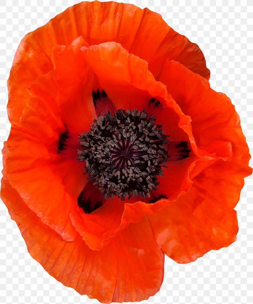 Common Poppy Flower, PNG, 900x1082px, Common Poppy, Annual Plant, Clipping Path, Flower, Flower Bouquet Download Free