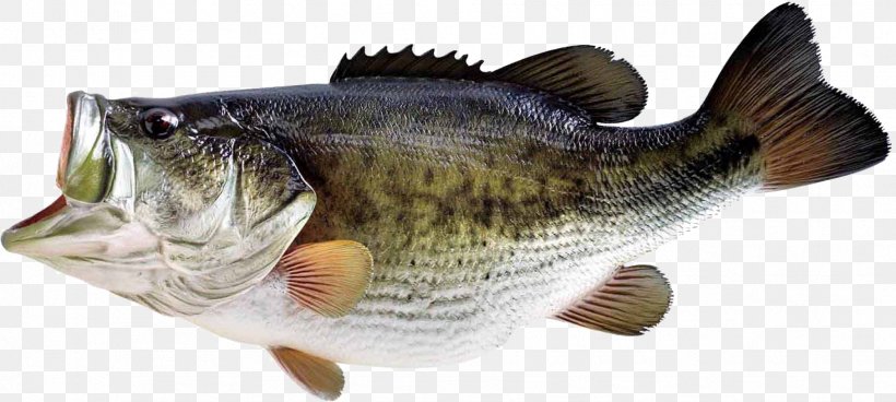 Bass Fishing Largemouth Bass, PNG, 1816x816px, Fish, Barramundi, Bass, Bass Fishing, Bluefish Download Free