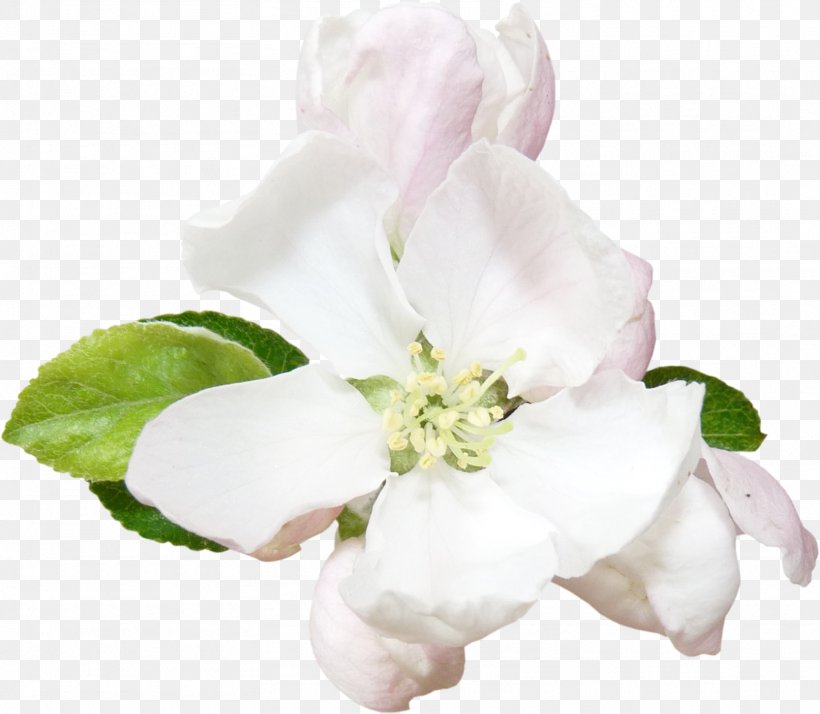 Cut Flowers Rosaceae Petal Rose, PNG, 1613x1406px, Cut Flowers, Blossom, Flower, Flowering Plant, Jasmine Download Free