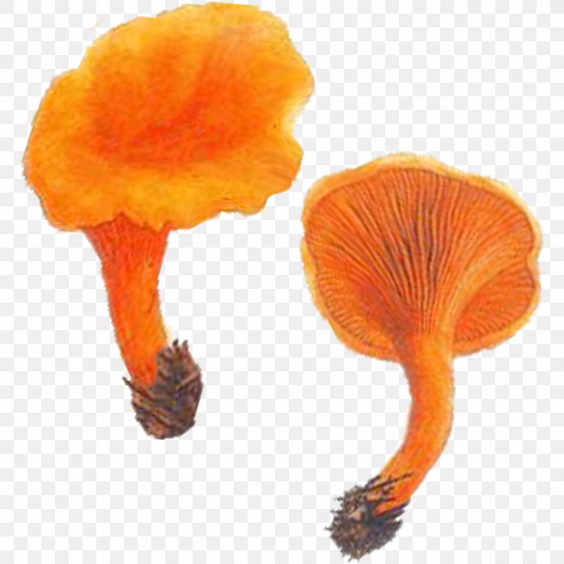 Edible Mushroom Chanterelle Hygrophoropsis Aurantiaca Fungus Suillellus Luridus, PNG, 1500x1500px, Edible Mushroom, Chanterelle, Craterellus Tubaeformis, Dotted Stem Bolete, Food Download Free