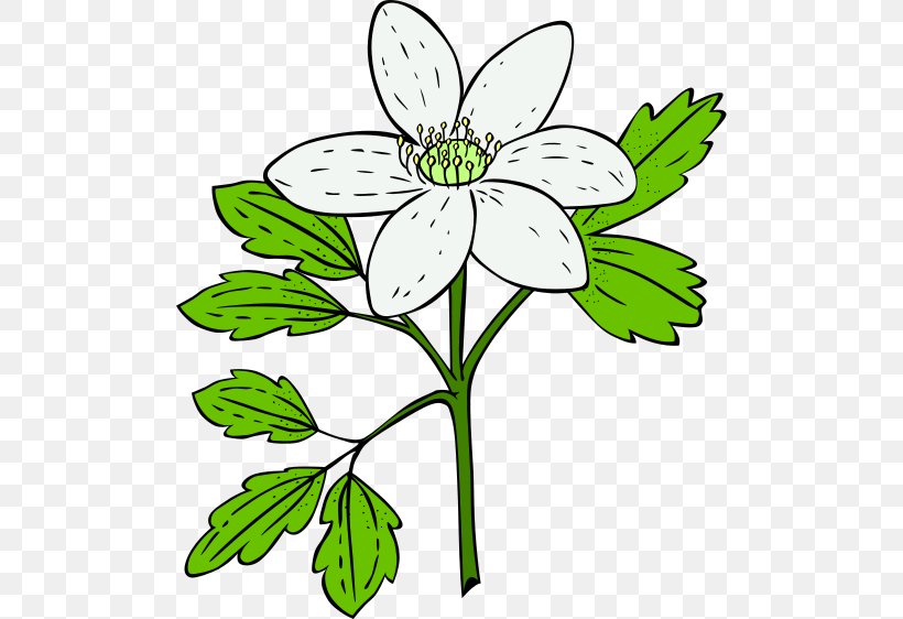 Flowering Plant Flowering Plant Clip Art, PNG, 500x562px, Flower, Anemone, Artwork, Black And White, Botany Download Free