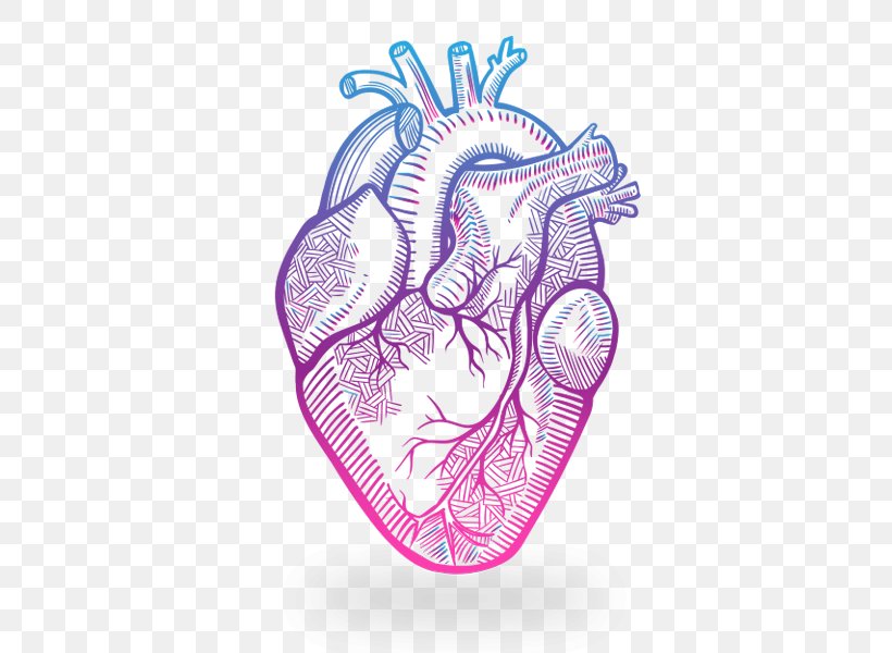 Heart Anatomy Drawing, PNG, 600x600px, Watercolor, Cartoon, Flower, Frame, Heart Download Free
