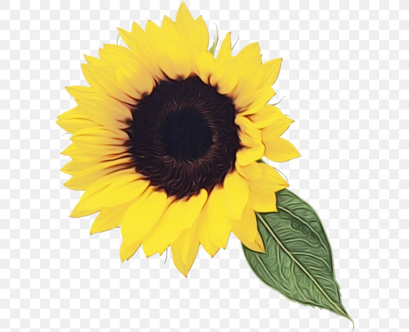 Sunflower Clip Art Desktop Wallpaper Image, PNG, 600x667px, Sunflower, Annual Plant, Asterales, Cuisine, Daisy Family Download Free