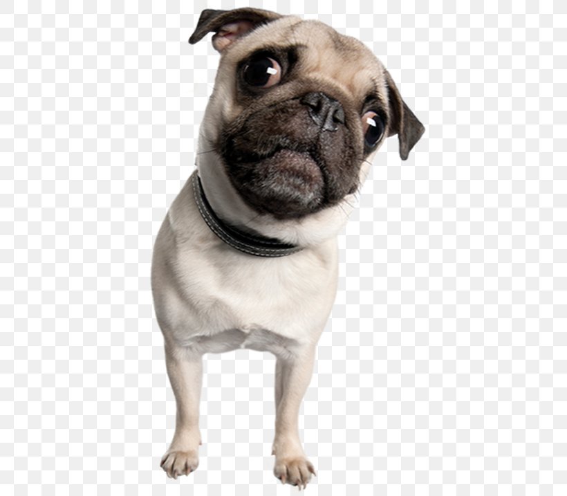 Pug Toy Bulldog Puppy Dog Breed Companion Dog, PNG, 424x717px, Pug, Attentive, Breed, Carnivoran, Companion Dog Download Free