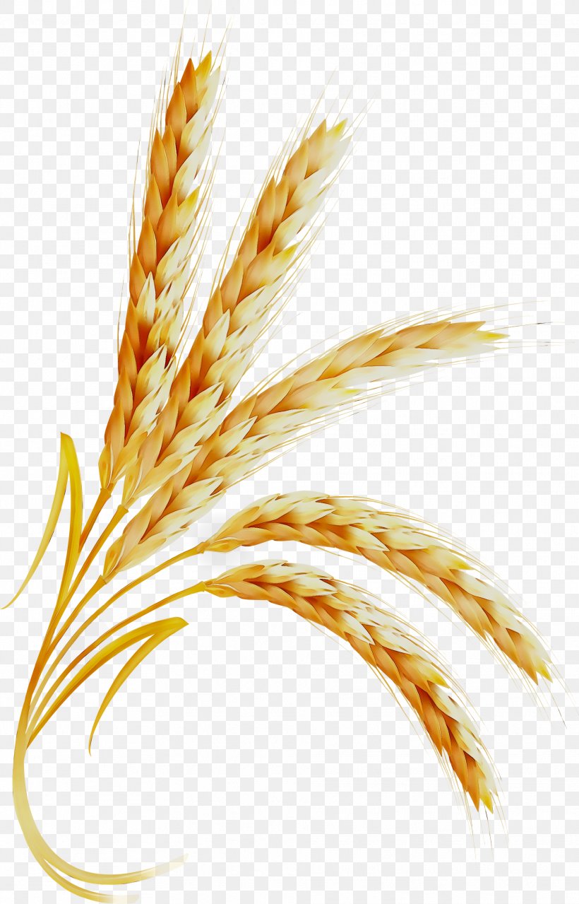 Emmer Cereal Clip Art Grain Common Wheat, PNG, 1923x3000px, Emmer, Baby Corn, Barley, Cereal, Common Wheat Download Free