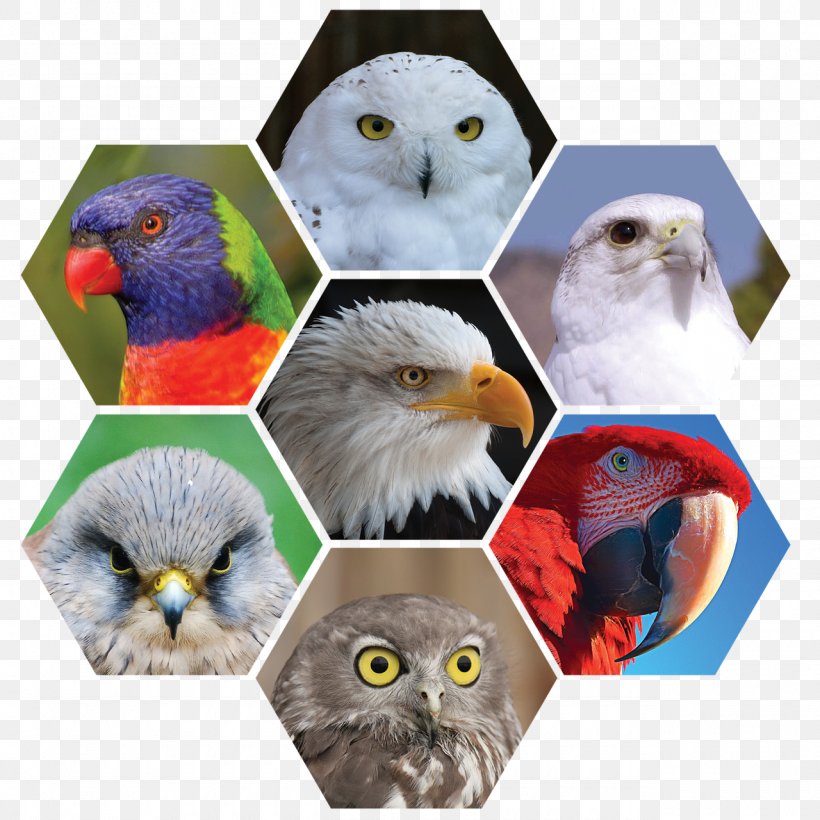 Owl Bird Parrot Kestrel Feather, PNG, 1280x1280px, Owl, Beak, Bird, Bird Of Prey, Cockatiel Download Free
