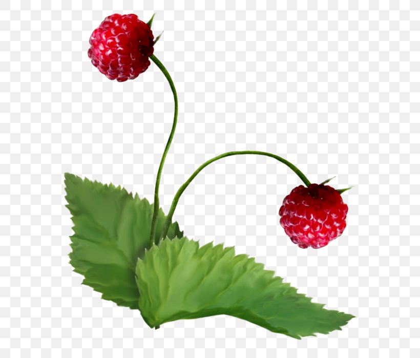Strawberry Berries Superfood Raspberry Pi Natural Foods, PNG, 606x699px, Strawberry, Berries, Berry, Food, Fruit Download Free