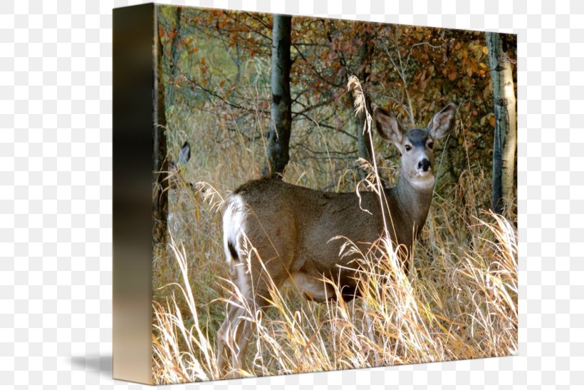 White-tailed Deer Musk Deers Antler, PNG, 650x547px, Whitetailed Deer, Animal, Antler, Deer, Fauna Download Free