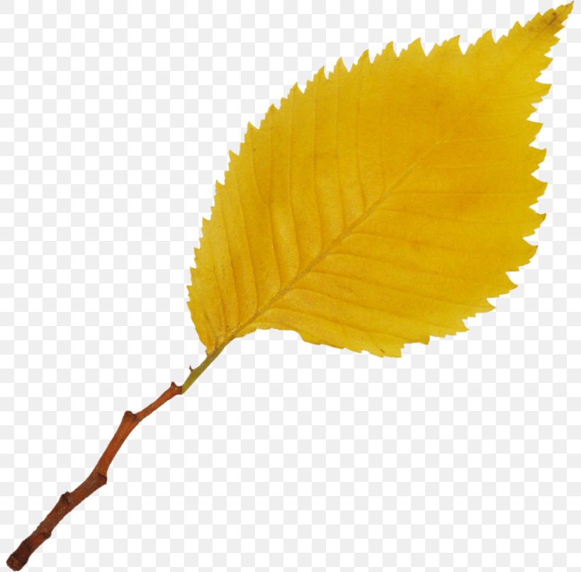 Yellow Image Drawing Leaf, PNG, 803x807px, 1000000, Yellow, Animation, Cartoon, Color Download Free