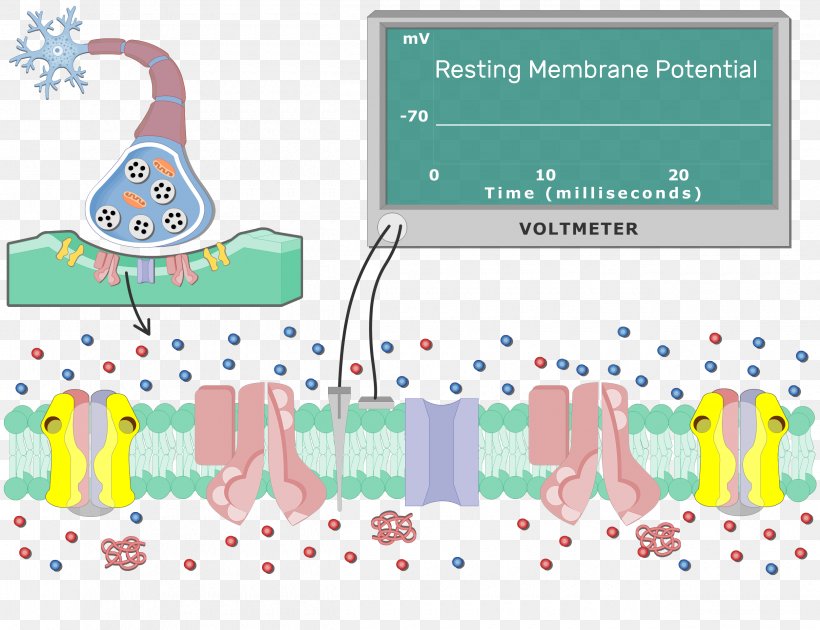 Depolarization Repolarization Neuron Postsynaptic Potential Cell Membrane, PNG, 2500x1923px, Depolarization, Acetylcholinesterase, Action Potential, Area, Biology Download Free