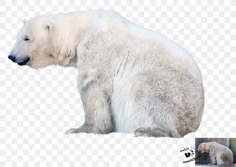 Polar Bear, PNG, 1062x752px, Polar Bear, Bear, Brown Bear, Carnivoran, Fauna Download Free