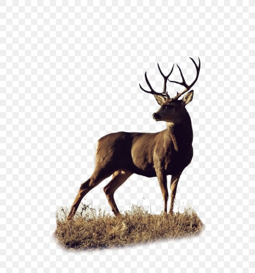 Roe Deer White-tailed Deer Elk Mule, PNG, 658x877px, Roe Deer, Antler, Capreolus, Deer, Deer Hunting Download Free