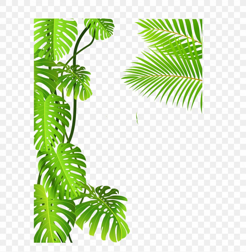Royalty-free Tropical Rainforest Drawing Clip Art, PNG, 5877x6031px, Royaltyfree, Area, Arecales, Branch, Drawing Download Free