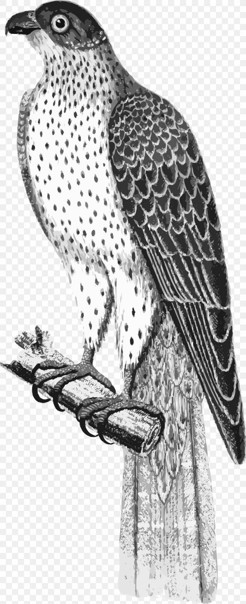 Bird Of Prey Hawk Falcon, PNG, 979x2400px, Bird, Animal, Beak, Bird Of Prey, Black And White Download Free