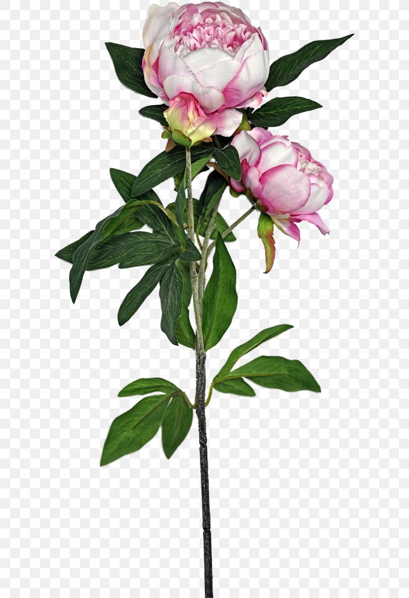 Cabbage Rose Garden Roses Peony Cut Flowers Flowerpot, PNG, 603x1200px, Cabbage Rose, Cut Flowers, Flower, Flowering Plant, Flowerpot Download Free