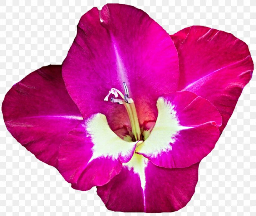 Gladiolus Xd7gandavensis, PNG, 973x822px, Gladiolus, Cattleya, Display Resolution, Flower, Flowering Plant Download Free