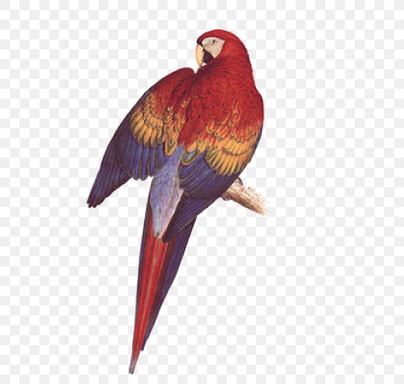 Illustrations Of The Family Of Psittacidae, Or Parrots Bird Budgerigar Scarlet Macaw, PNG, 550x779px, Parrot, Art, Beak, Bird, Blueandyellow Macaw Download Free