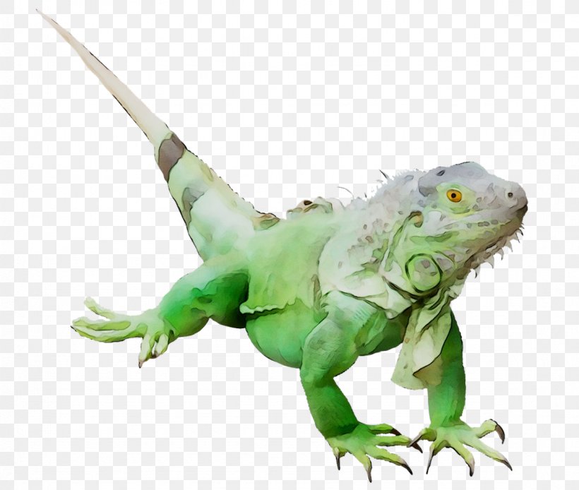 Terrestrial Animal Iguanas Green Iguana Fauna, PNG, 1177x997px, Animal, Animal Figure, Color, Dragon Lizard, Fauna Download Free
