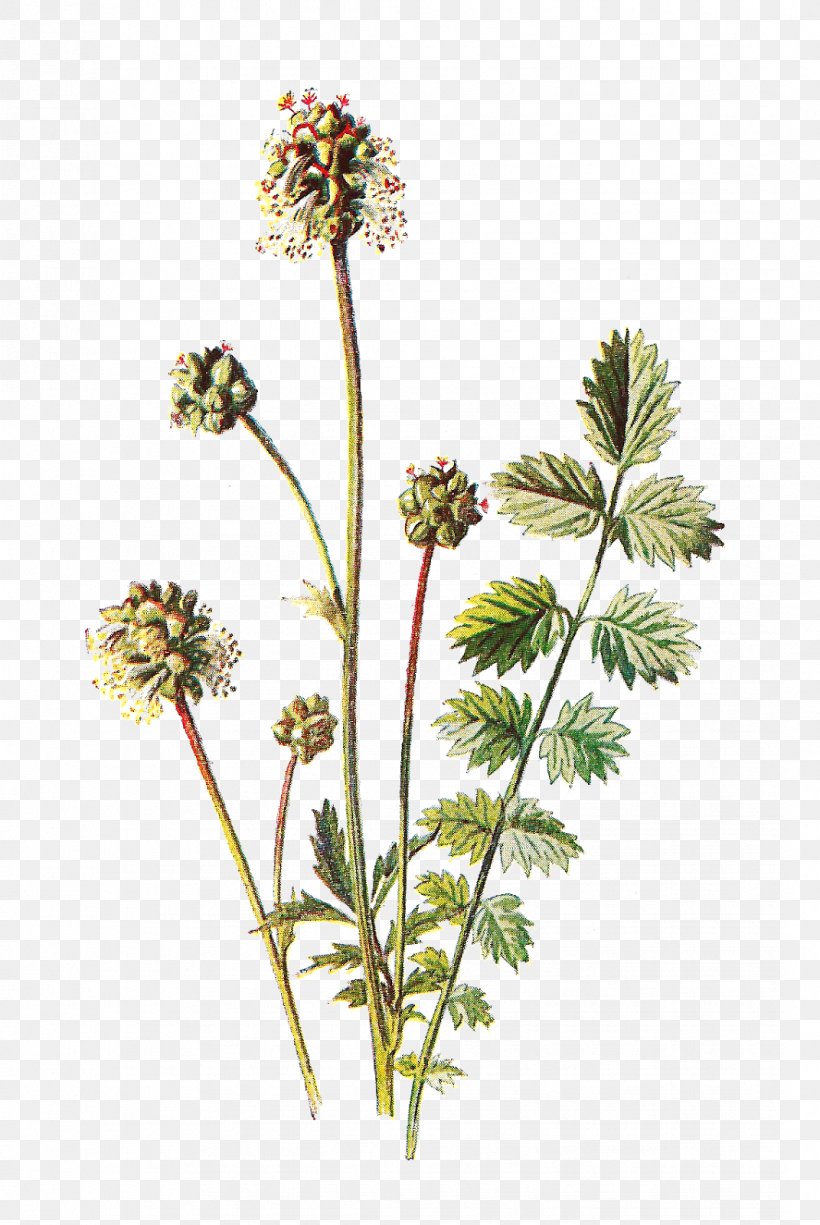 Botany Botanical Illustration Flower Paper, PNG, 1071x1600px, Botany, Anthriscus, Art, Botanical Illustration, Cow Parsley Download Free