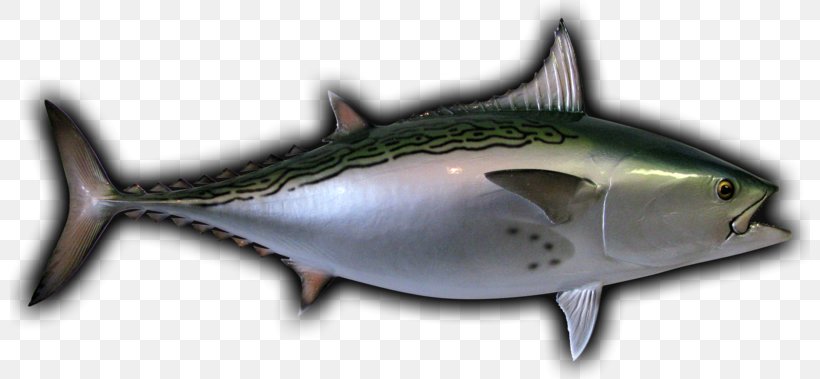 Mackerel Little Tunny Albacore Thunnus Oily Fish, PNG, 800x379px, Mackerel, Albacore, Atlantic Bluefin Tuna, Biology, Bonito Download Free
