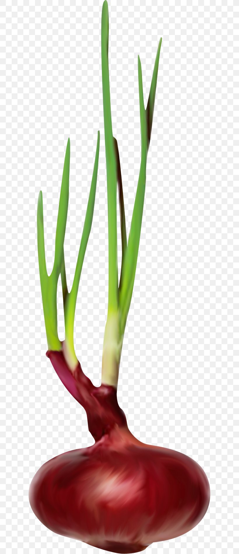 Onion Chili Pepper Scallion, PNG, 625x1900px, Onion, Allium, Bell Peppers And Chili Peppers, Cayenne Pepper, Chili Pepper Download Free