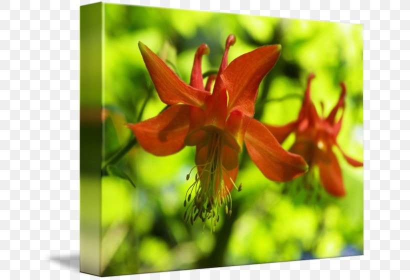 Red Columbine Wildflower Daylily Lily M, PNG, 650x560px, Wildflower, Columbine, Daylily, Flora, Flower Download Free