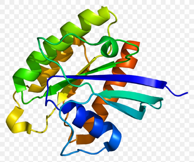RHEB TSC2 G Protein TSC1, PNG, 837x700px, Protein, Amino Acid, Artwork, Cell Cycle, Cterminus Download Free