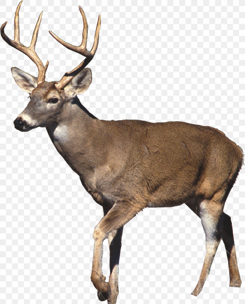 White-tailed Deer T-shirt Deer Hunting, PNG, 1024x1269px, Deer, Antler, Deer Hunting, Deer Management, Elk Download Free