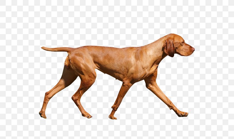 Wirehaired Vizsla Redbone Coonhound Dog Breed Hunting Dog, PNG, 567x489px, Vizsla, Affectionate, Black And Tan Coonhound, Breed, Carnivoran Download Free