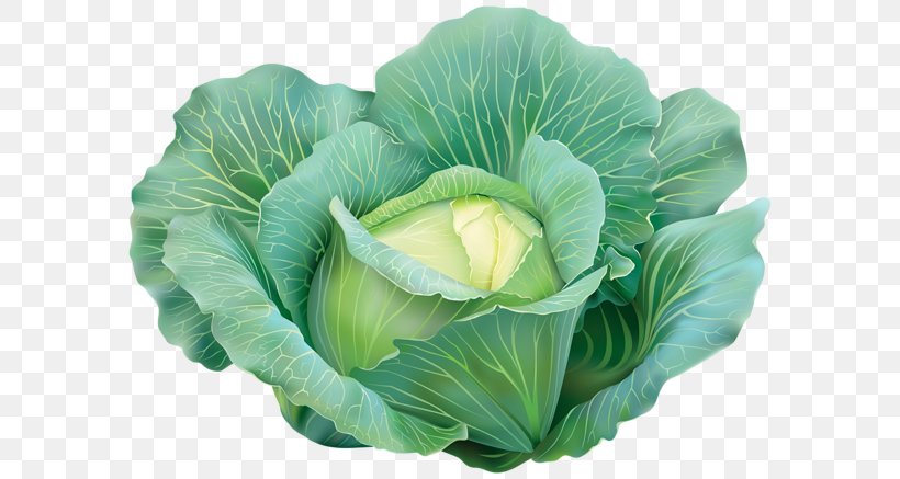 Capitata Group Red Cabbage Vegetable Savoy Cabbage Clip Art, PNG, 600x437px, Capitata Group, Brassica Oleracea, Broccoli, Cabbage, Cantaloupe Download Free