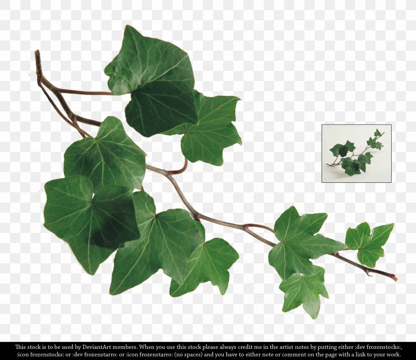 Common Ivy Leaf Plant Branch, PNG, 2500x2168px, Common Ivy, Art, Branch, Digital Media, Fatshedera Lizei Download Free