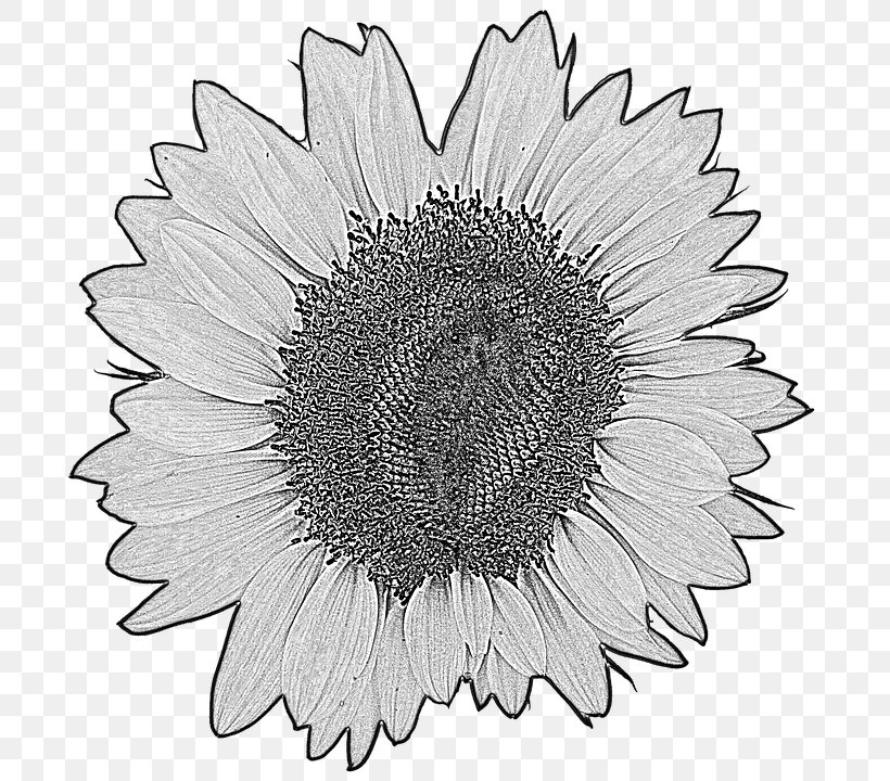 Common Sunflower Four Cut Sunflowers Yellow Drawing, PNG, 711x720px, Common Sunflower, Black And White, Chrysanths, Cut Flowers, Daisy Family Download Free