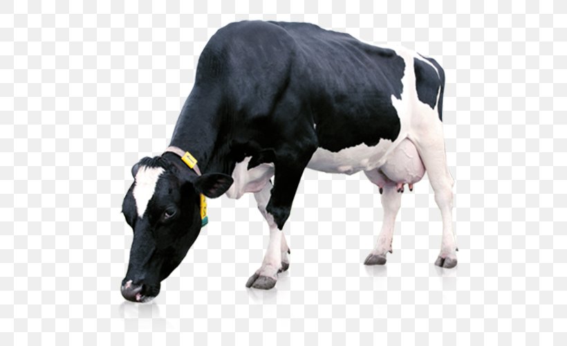 Cow Background, PNG, 680x500px, Dairy Cattle, Beef, Bovine, Bull, Cattle Download Free