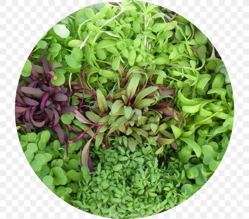Microgreen Salad Leaf Vegetable Lettuce Herb, PNG, 722x722px, Microgreen, Beetroot, Collard Greens, Coriander, Food Download Free