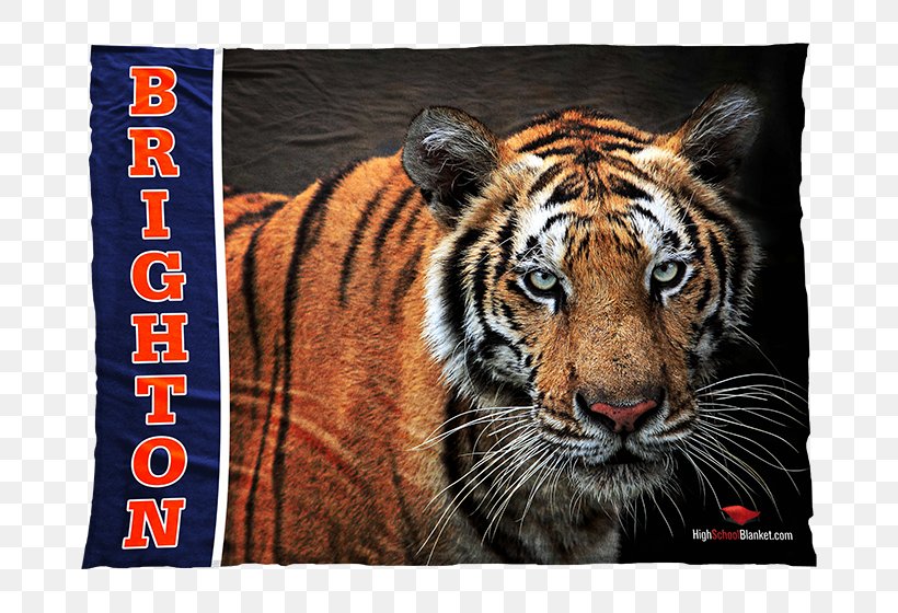 Bengal Tiger Bengal Cat Wildlife Whiskers, PNG, 756x560px, Tiger, Animal, Bengal Cat, Bengal Tiger, Big Cat Download Free