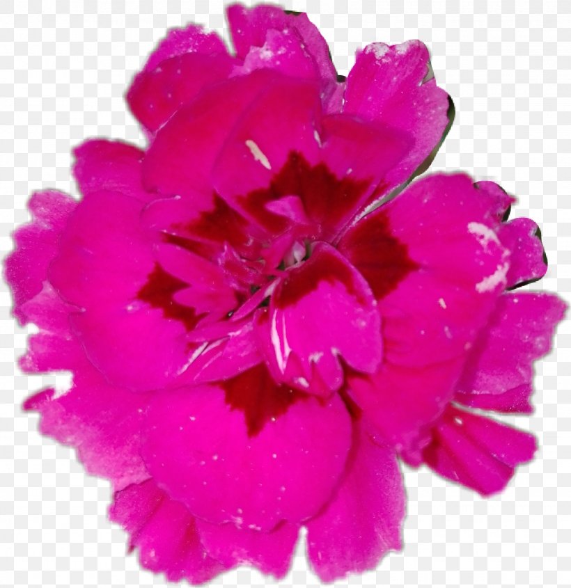 Flower Sticker Petal Carnation Image, PNG, 1550x1598px, Flower, Annual Plant, Carnation, Cut Flowers, Dianthus Download Free