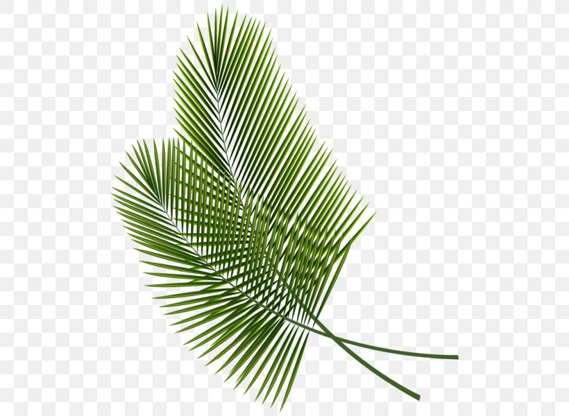 Leaf Arecaceae Palm Branch Clip Art, PNG, 510x600px, Leaf, Arecaceae, Arecales, Coconut, Editing Download Free